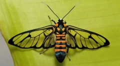 Krila insekti